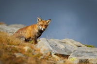 Liska obecna - Vulpes vulpes - Red Fox 2082